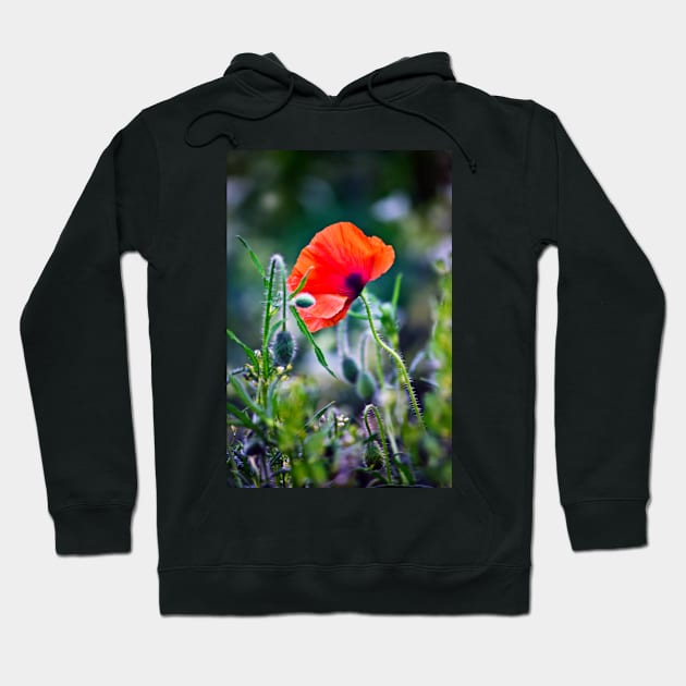 One Wild Poppy Hoodie by InspiraImage